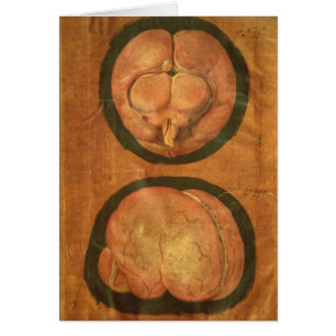 Anatomisches Zeichnen des menschlichen Gehirns