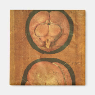 Anatomisches Zeichnen des menschlichen Gehirns Magnet