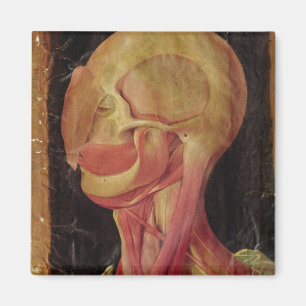 Anatomisches Zeichnen des menschlichen Kopfes Magnet