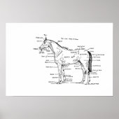 ANATOMY 19 x 13 Print Poster (Vorne)