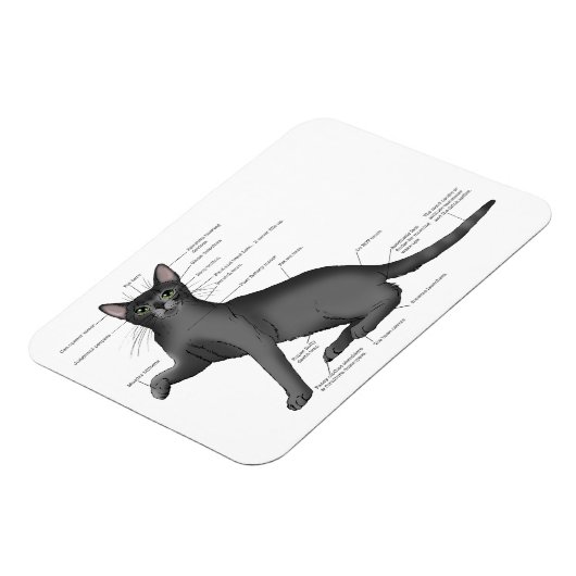 Anatomy Cat Funny Magnet (Linke Seite)
