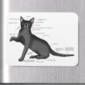 Anatomy Cat Funny Magnet