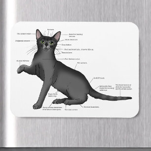 Anatomy Cat Funny Magnet