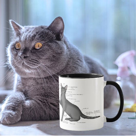 Anatomy Cat Funny Tasse