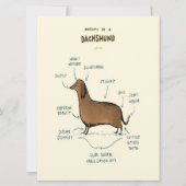 Anatomy Of A Dachshund Dachshund Dog (Vorderseite)