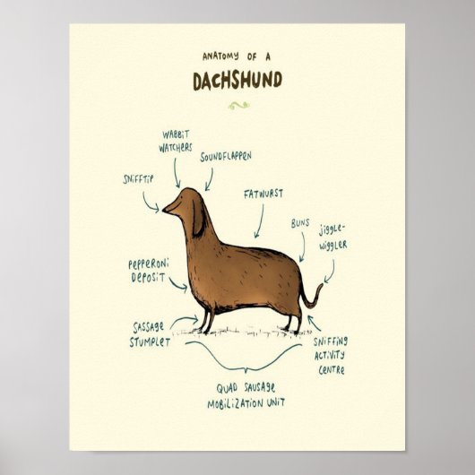 Anatomy Of A Dachshund Dachshund Dog Poster (Vorne)