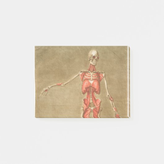 ANATOMY SKELETON BONES SKELETON MUSCLE HUMAN ANATO POST-IT KLEBEZETTEL (Vorderseite)
