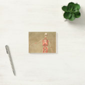 ANATOMY SKELETON BONES SKELETON MUSCLE HUMAN ANATO POST-IT KLEBEZETTEL (Büro)