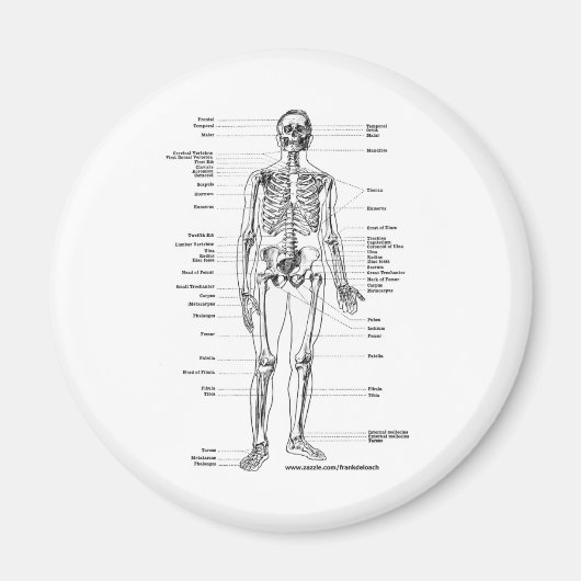 ANATOMY SKELETON T - SHIRT UND GIFTS MAGNET (Vorne)