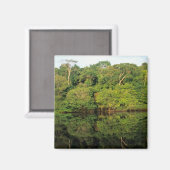 Anavilhanas, Amazonas, Brasilien. Rainforest River Magnet (Vorderseite/Rückseite)