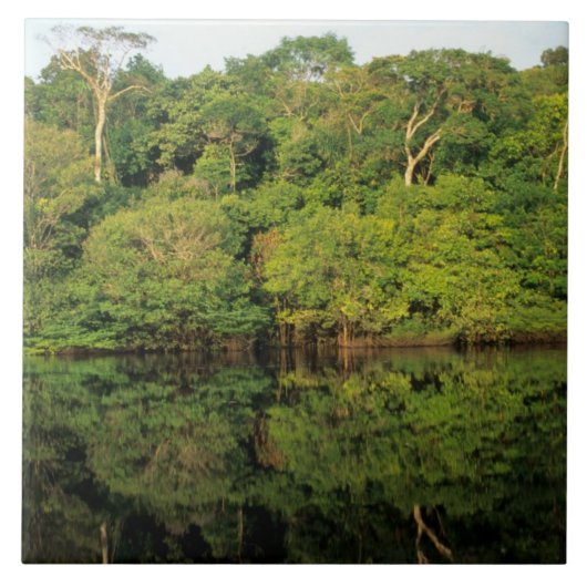 Anavilhanas, Amazonas, Brasilien. Regenwald Fliese (Vorderseite)