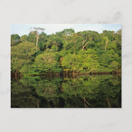 Anavilhanas, Amazonas, Brasilien. Regenwald Postkarte (Vorderseite)