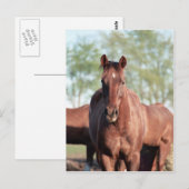 ANB Gottalil Gumption Postkarte (Vorne/Hinten)