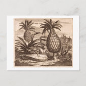 Anbau großer Ananas, Abbildung von einer desc Postkarte (Vorderseite)