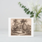 Anbau großer Ananas, Abbildung von einer desc Postkarte (Stehend Vorderseite)