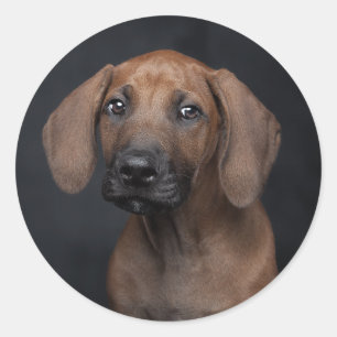 Anbetungswürdiger Rhodesian Ridgeback-Welpenporträ Runder Aufkleber