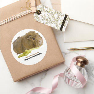 Anbetungswürdiges Meerschweinchen beim Verzehr von Runder Aufkleber