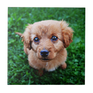 Anbetungswürdiges Welpenfoto Fliese