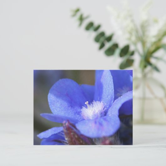 Anchusa Azurea "Dropmore" - Postkarte (Stehend Vorderseite)