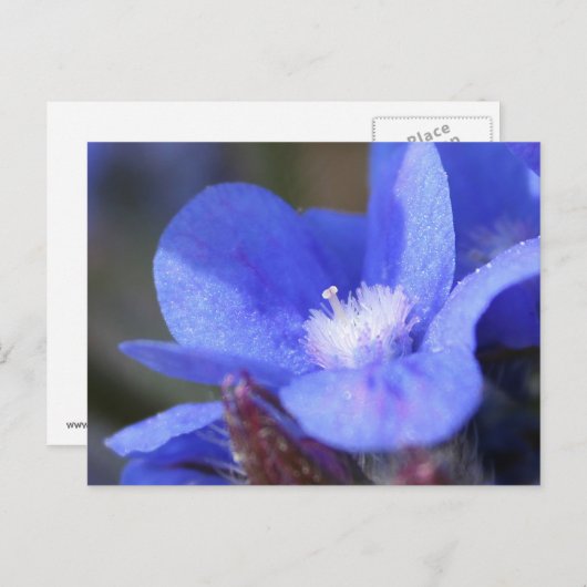 Anchusa Azurea "Dropmore" - Postkarte (Vorne/Hinten)