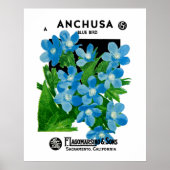 Anchusa Poster (Vorne)