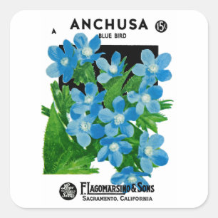 Anchusa Quadratischer Aufkleber