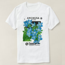 Anchusa