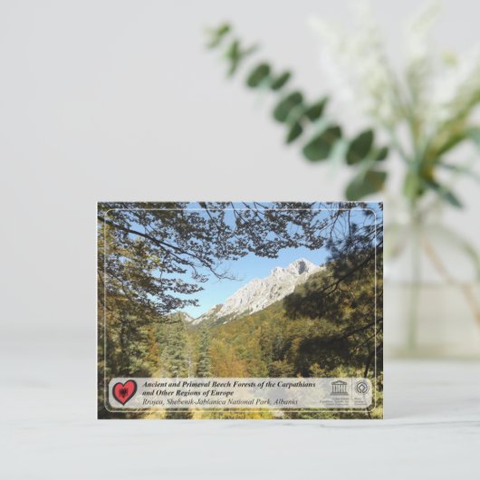 Ancient and Primeval Beech Forests - Rrajca Postkarte (Stehend Vorderseite)