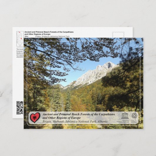 Ancient and Primeval Beech Forests - Rrajca Postkarte (Vorne/Hinten)