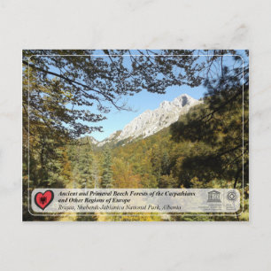 Ancient and Primeval Beech Forests - Rrajca Postkarte