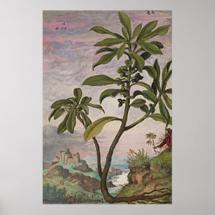 Ancient Botanic Art Spurel Laurel Poster
