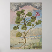 Ancient Botanical Art Coastal Bindung Poster (Vorne)
