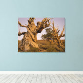 Ancient Bristlecone Forest, White Mountains, CA Leinwanddruck (Insitu (Holzboden))