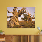 Ancient Bristlecone Forest, White Mountains, CA Leinwanddruck (Insitu (Wohnzimmer))