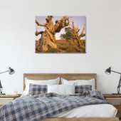 Ancient Bristlecone Forest, White Mountains, CA Leinwanddruck (Insitu (Schlafzimmer))