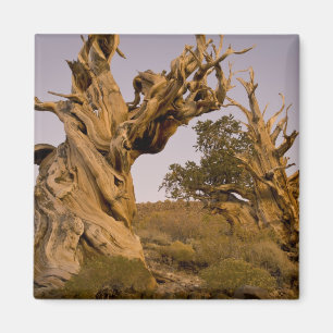 Ancient Bristlecone Forest, White Mountains, CA Magnet