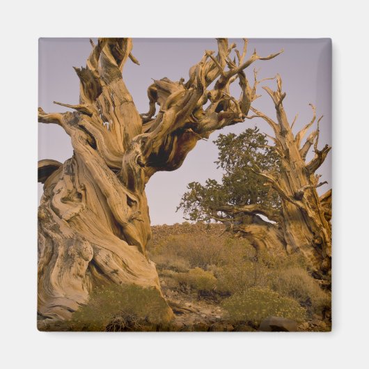 Ancient Bristlecone Forest, White Mountains, CA Magnet (Vorne)