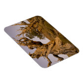 Ancient Bristlecone Forest, White Mountains, CA Magnet (Rechte Seite)