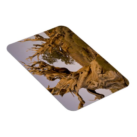 Ancient Bristlecone Forest, White Mountains, CA Magnet (Rechte Seite)