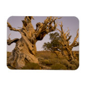 Ancient Bristlecone Forest, White Mountains, CA Magnet (Horizontal)
