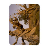 Ancient Bristlecone Forest, White Mountains, CA Magnet (Vertikal)