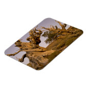 Ancient Bristlecone Forest, White Mountains, CA Magnet (Linke Seite)