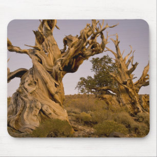 Ancient Bristlecone Forest, White Mountains, CA Mousepad