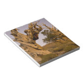 Ancient Bristlecone Forest, White Mountains, CA Notizblock (angewinkelt)