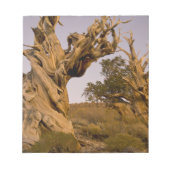 Ancient Bristlecone Forest, White Mountains, CA Notizblock (Vorderseite)
