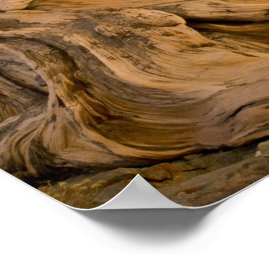 Ancient Bristlecone Forest, White Mountains, CA Poster (Ecke)