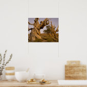 Ancient Bristlecone Forest, White Mountains, CA Poster (Küche)