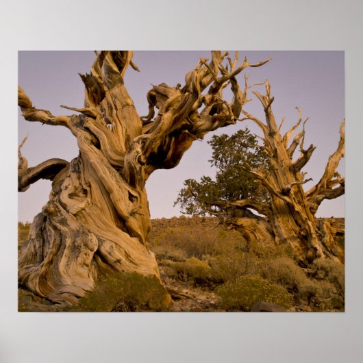 Ancient Bristlecone Forest, White Mountains, CA Poster (Vorne)
