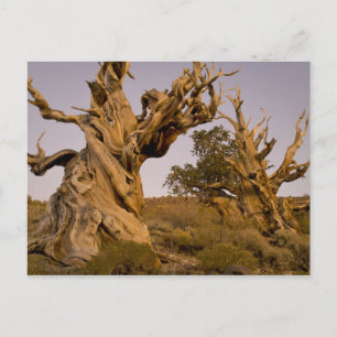Ancient Bristlecone Forest, White Mountains, CA Postkarte