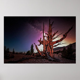Ancient Bristlecone Pine and Milky Way Poster
